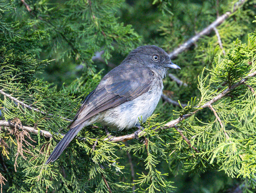 Abyssinian Slaty-Flycatcher