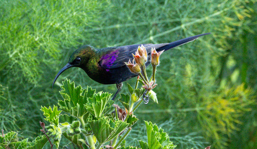 Tacazze Sunbird