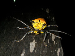 Celosterna pollinosa