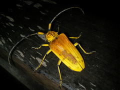 Celosterna pollinosa