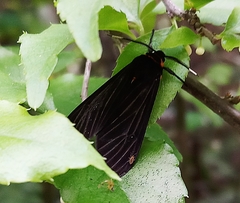 Amsactoides solitaria