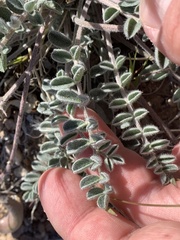 Astragalus tidestromii