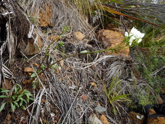 Gentianella stellata