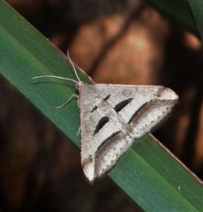 Chiasmia subcurvaria