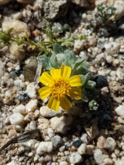 Eriophyllum wallacei