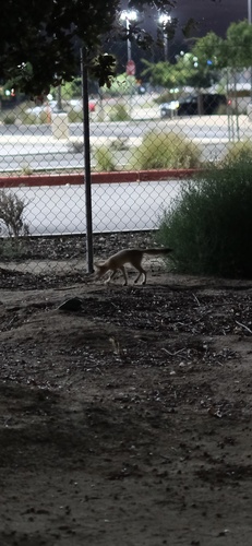 San Joaquin Kit Fox observed by owenthebug