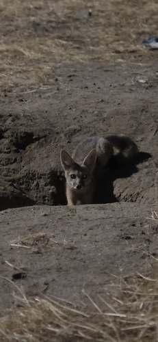 San Joaquin Kit Fox observed by owenthebug