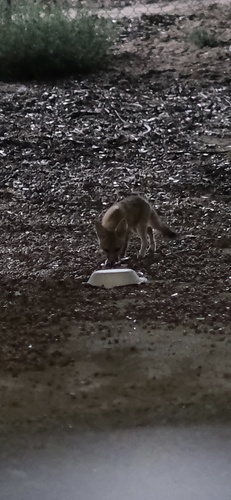 San Joaquin Kit Fox observed by owenthebug