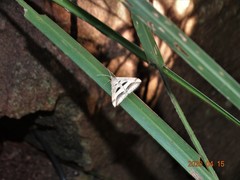 Chiasmia subcurvaria