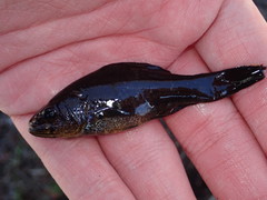 Aphredoderus sayanus sayanus