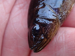 Aphredoderus sayanus sayanus