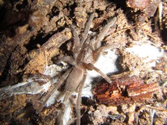 Coremiocnemis tropix