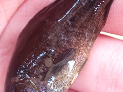 Aphredoderus sayanus sayanus