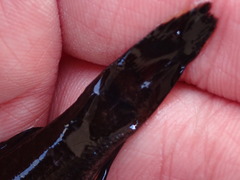 Aphredoderus sayanus sayanus
