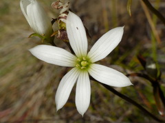 Gentianella stellata