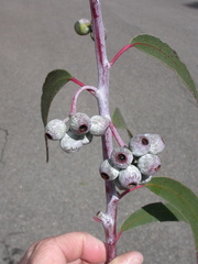 Eucalyptus stenostoma