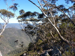 Eucalyptus stenostoma