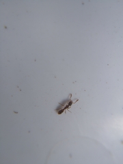 Ponerinae