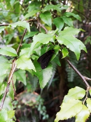 Amsactoides solitaria