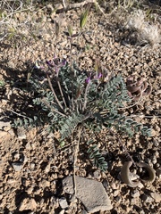 Astragalus tidestromii