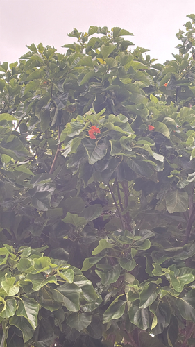 Cordia subcordata observed 2026-06-01