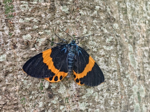 Milionia zonea
