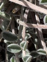 Astragalus tidestromii