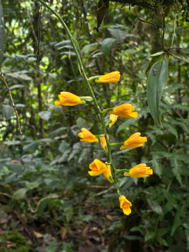 Comparettia ottonis