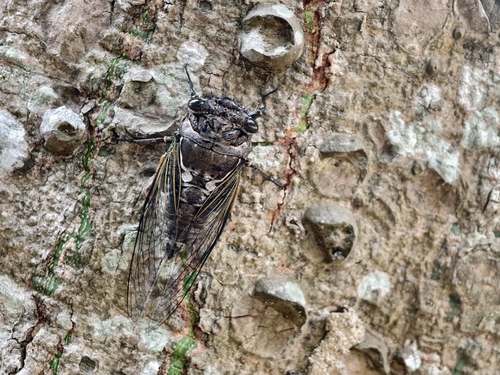 Cryptotympana takasagona