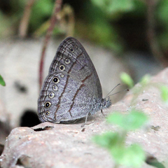 Hermeuptychia cucullina