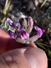 Astragalus tidestromii