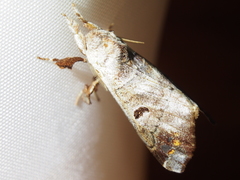 Pantelodes centralamericana