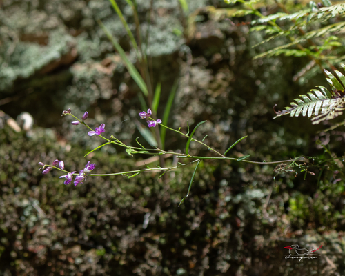 Polygala hongkongensis stenophylla