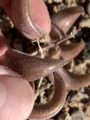 Astragalus tidestromii