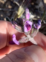 Astragalus tidestromii