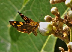 Metisella metis paris