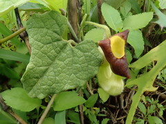 Aristolochia shimadae