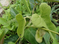 Aristolochia shimadae