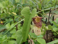 Aristolochia shimadae