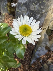Erigeron howellii, photograph (c) Dee Shea Himes, some rights reserved (CC BY)