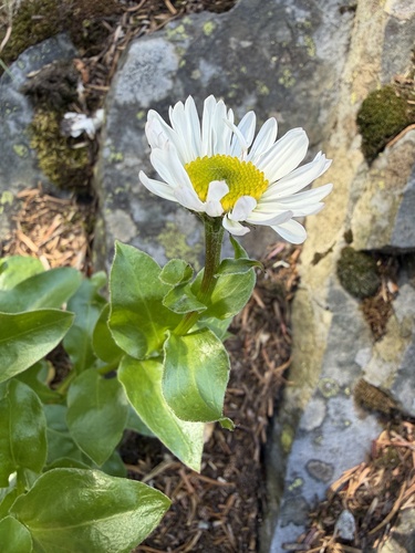 Erigeron howellii, photograph 3