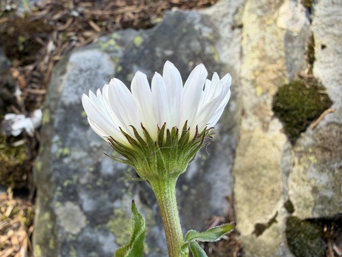 Erigeron howellii, photograph 4