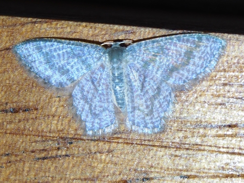 Mottled opal