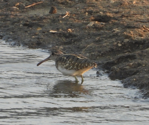 iNaturalist image