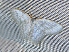 Chloropteryx opalaria