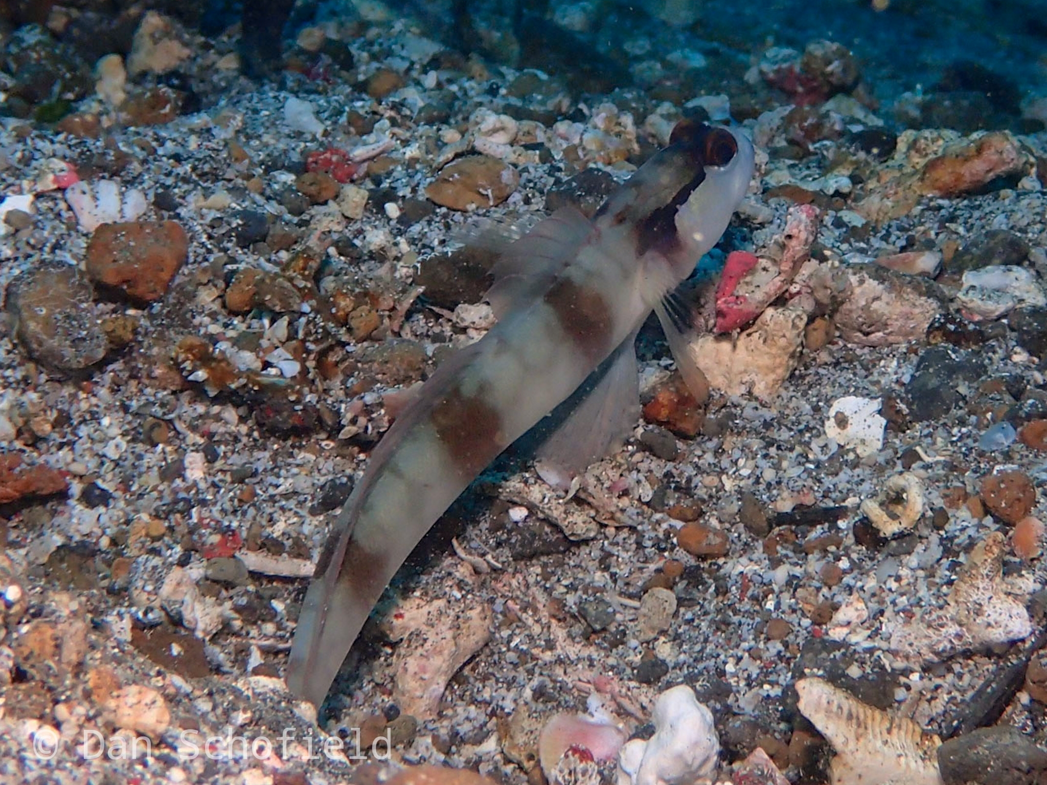 裸頭鈍塘鱧(咬手銀) Amblyeleotris gymnocephala