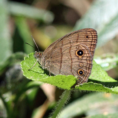 Hermeuptychia harmonia