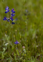 Lupinus affinis