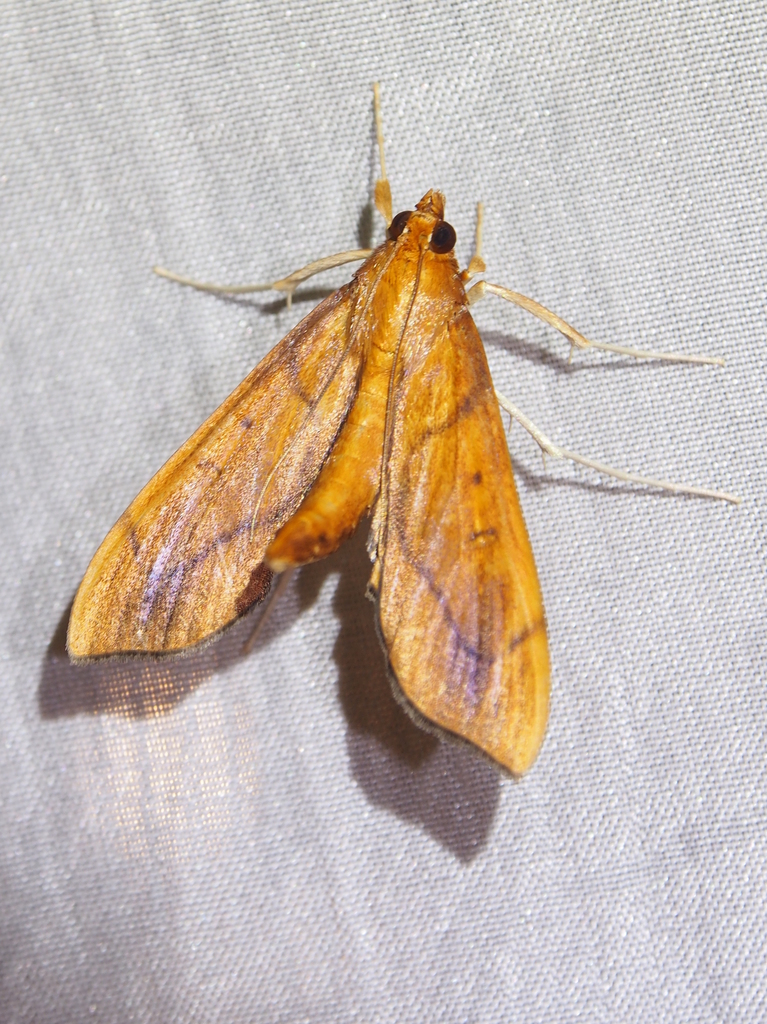 Anarmodia repandalis