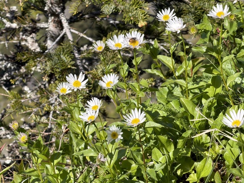 Erigeron howellii